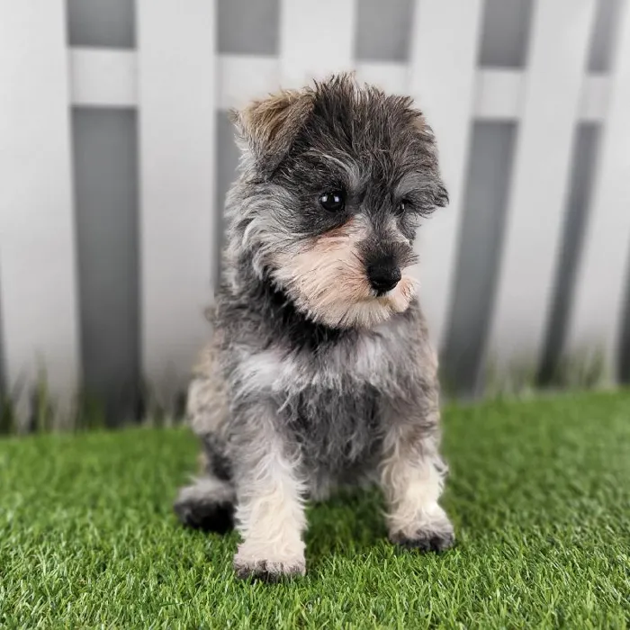 Female Miniature Schnauzer Puppy for Sale in Schererville, IN
