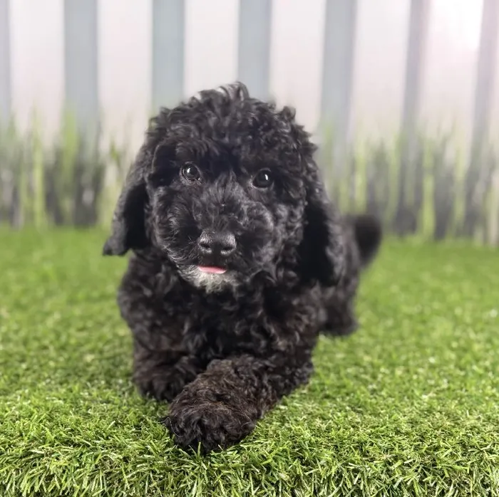 Female Miniature Goldendoodle Puppy for Sale in Indianapolis, IN