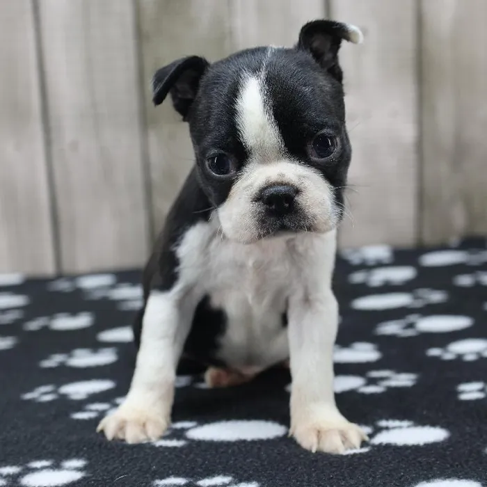 Female Boston Terrier Puppy for Sale in Schererville, IN