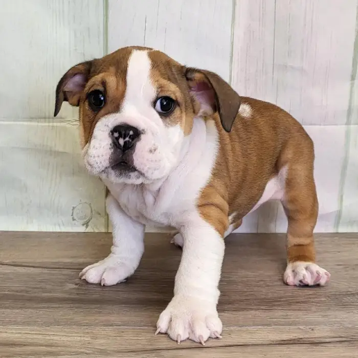 Female English Bulldog Puppy for Sale in Schererville, IN