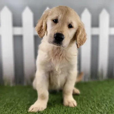 Male Golden Retriever Puppy for Sale in Schererville, IN