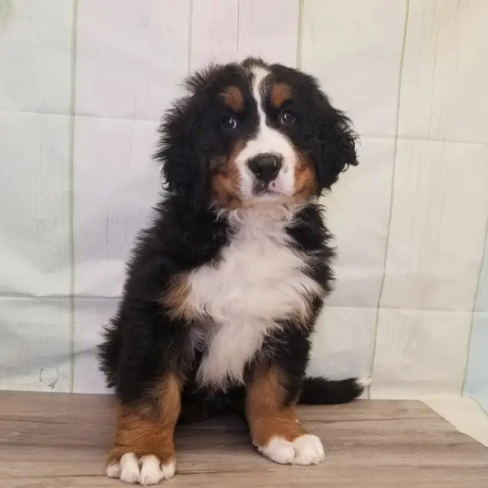 Female Bernese Mountain Dog Puppy for Sale in Schererville, IN