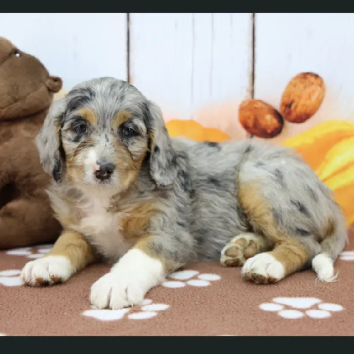 Female Miniature Bernedoodle Puppy for Sale in Schererville, IN