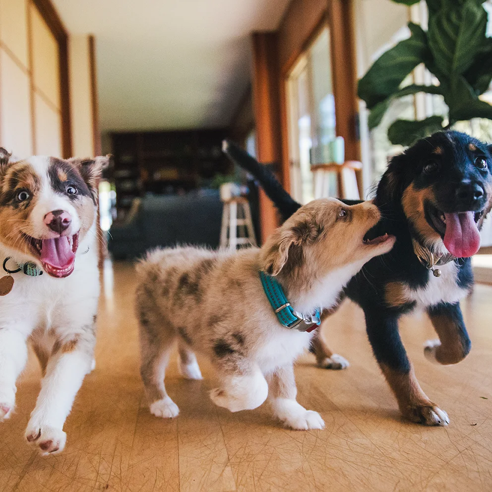 Take Home Your Newest Addition!