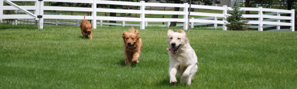 Happy Dogs Running Freely