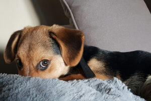 The Secret Life of Puppies: The Key to Excellent Puppy Behavior!