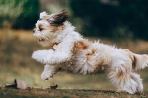 What Puppy Zoomies Reveal About Their Summer Vibe