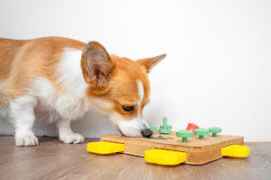 Canine Enrichment & Mental Stimulation: Why It Matters For Your Pup