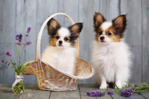 Which Dog Breeds Are Easiest to Train?