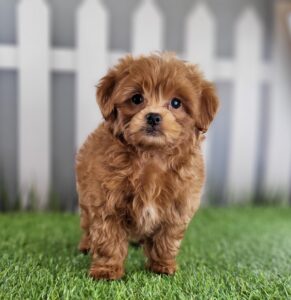 Peekapoo puppy