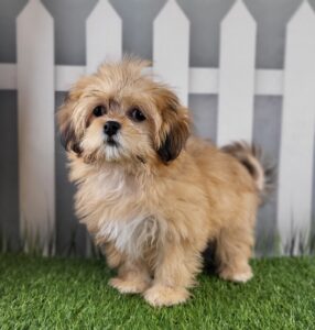 Lhasa Apso puppy