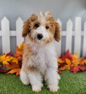 Miniature Goldendoodle puppy