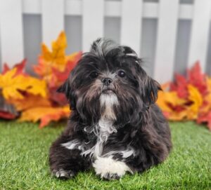 Shih Tzu puppy