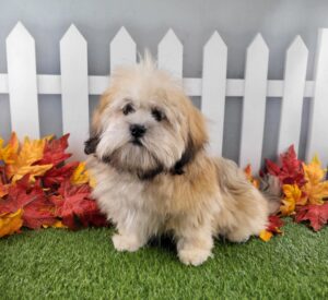 Lhasa Apso puppy