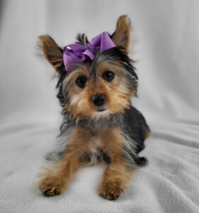 Yorkshire Terrier puppy