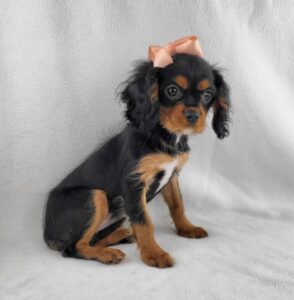 Cavalier King Charles Spaniel puppy