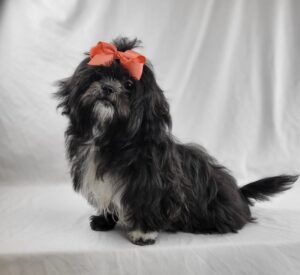 Shih Tzu puppy