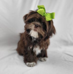 Lhasa Apso puppy