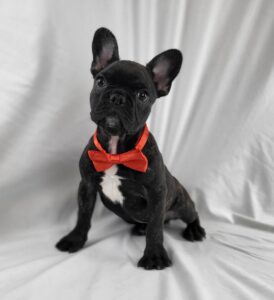 French Bulldog puppy