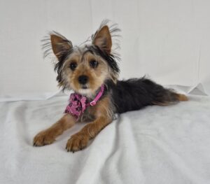 Yorkshire Terrier puppy
