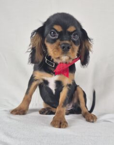 Cavalier King Charles Spaniel puppy