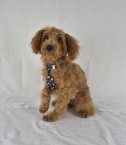 Miniature Poodle puppy