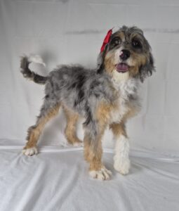 Miniature Bernadoodle puppy