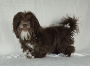 Lhasa Apso puppy