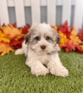 Havanese puppy