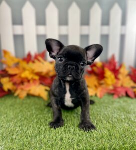 French Bulldog puppy