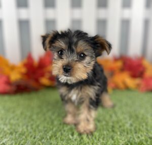 Yorkshire Terrier puppy