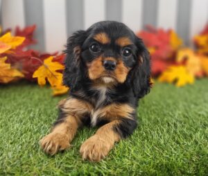Cavalier King Charles Spaniel puppy