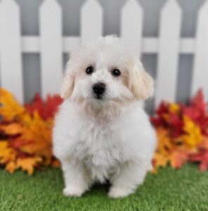 Maltipoo puppy
