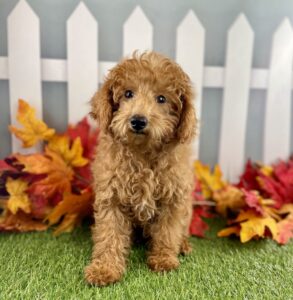 Miniature Poodle puppy