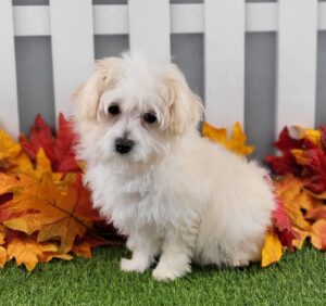 Maltipoo puppy