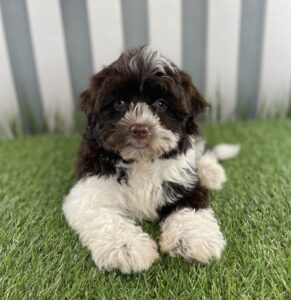 Havanese puppy