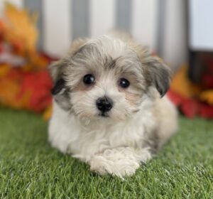 Maltiton puppy