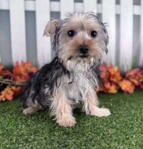 Yorkshire Terrier puppy