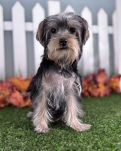 Yorkshire Terrier puppy