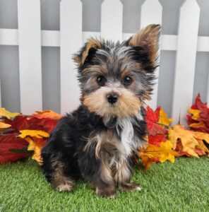 Yorkshire Terrier puppy