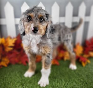 Miniature Bernadoodle puppy