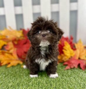 Lhasa Apso puppy