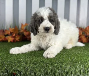 Miniature Bernadoodle puppy