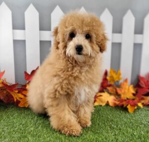 CotonPoo puppy