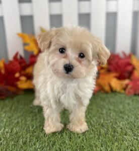 Maltipoo puppy