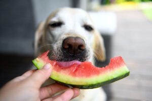 What Can Puppies Eat? Tasty Treats and Food to Avoid