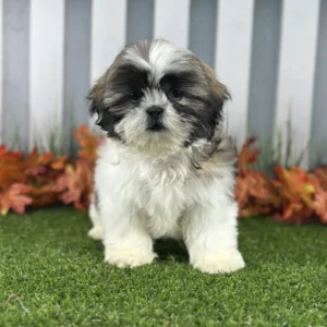 Shih Tzu puppy