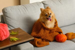 From Plaid to Pumpkins: A Guide to Fall Fashion for Pups