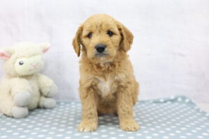 Medium Goldendoodle puppy