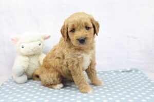 Medium Goldendoodle puppy
